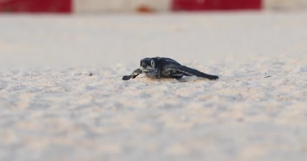 Морська Черепаха Плаче Пляжі — стокове відео