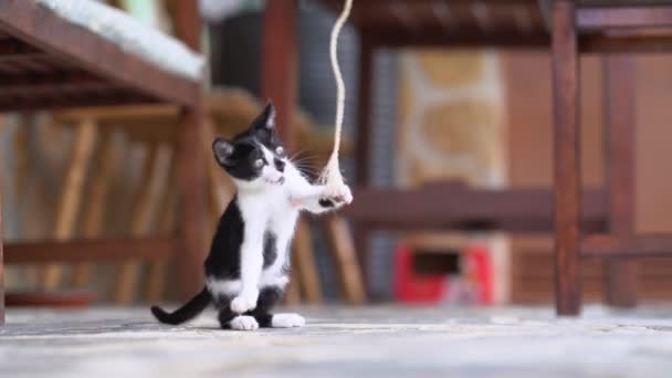 Liebenswert Kitty Spielen Auf Terrasse — Stockvideo