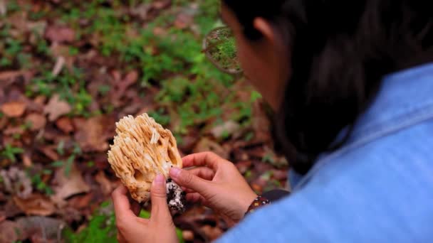 在树林里采摘了无法辨认的女性真菌学家从拉玛利亚蘑菇中取出泥土 — 图库视频影像