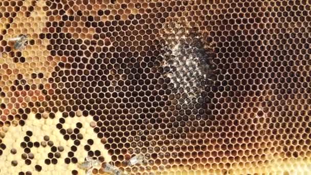 Bijen Bijenkorf Honingraat Dicht Bijenkolonie Bijenkorf Macro Honing Kammen Biologische — Stockvideo