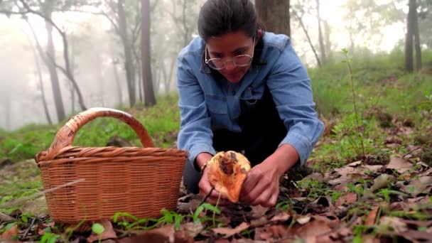 Fêmea Óculos Colhendo Cogumelos Gorro Leite Açafrão Silvestres Comestíveis Chão — Vídeo de Stock