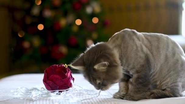 Closeup Cute Curious Tabby Gray Kitten Soft Blanket Bed Christmas — Stock Video