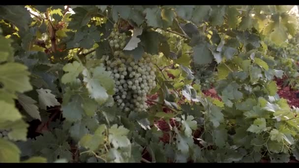 Raisins Juteux Suspendus Dans Feuillage Vert Dans Vignoble Coucher Soleil — Video