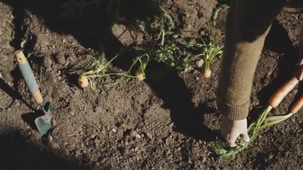 วขาวพยายามด งแครอทจากยอดเขาส การเก บเก ยวในสวนฤด ใบไม วงท แดด — วีดีโอสต็อก