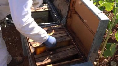 Arıcı bal topluyor, adam güneşli bir günde işte.