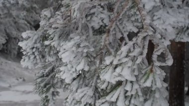 doğal görünümü kar kış ormandaki ağaçlar kaplı