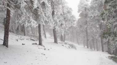 doğal görünümü kar kış ormandaki ağaçlar kaplı