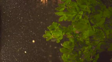 Düşen yağmur damlalarıyla karanlığın içinde yeşil yapraklar  