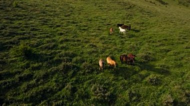 Tepenin yamacında duran at sürüsü