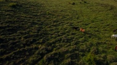 Tepe yamacında koşan at sürüsü.