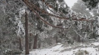 doğal görünümü kar kış ormandaki ağaçlar kaplı