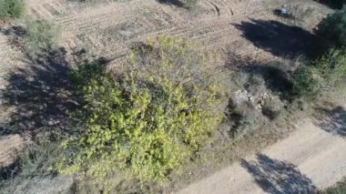 Güneşli bir günde ağaçların ve tarlaların havadan görünüşü