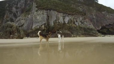 Deniz kıyısındaki köpeklerin güzel manzaralı doğal arka plan görüntüleri.