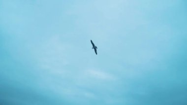 Deniz kıyısındaki martı