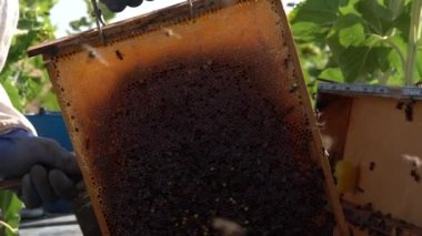 Arıcı bal topluyor, adam güneşli bir günde işte.