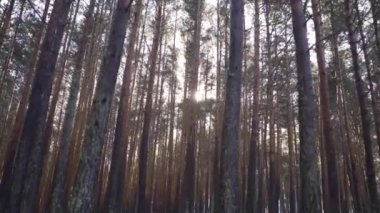 Ormanda güzel bir kış mevsimi.