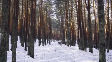 Genç çift kışın karlı ormanda aşık.