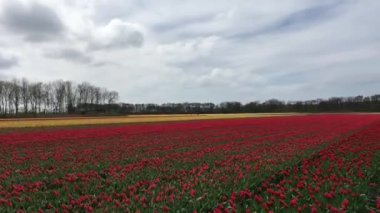 Kırmızı gelincik çiçekli yeşil tarlanın gündüz görüntüsü 