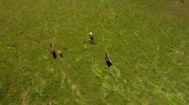 Tepe yamacında koşan at sürüsü.