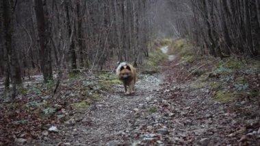 Kırsalda koşan sevimli bir köpek. 
