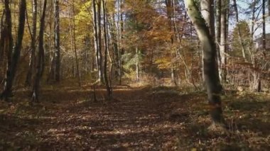 Ormanda zor görülür bir yol.