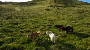 Tepe yamacında koşan at sürüsü.
