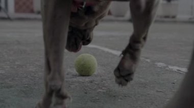 Pitbull köpeği arka planda topla oynuyor, kapat.