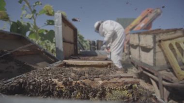 Arı yetiştiricisi güneşli bir günde arı kovanında duruyor.