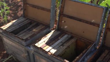 Arıcı bal topluyor, adam güneşli bir günde işte.