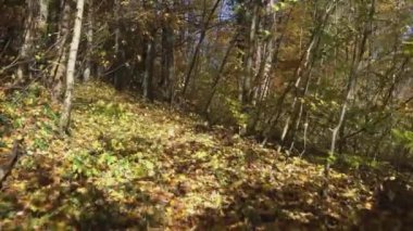 Ormanda zor görülür bir yol.