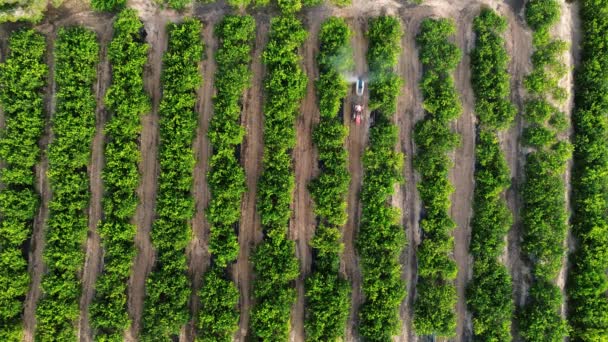有机农场无法辨认的农民驾驶农业拖拉机除草剂喷雾器和在柠檬树上喷洒杀虫剂和杀虫剂的头像 — 图库视频影像