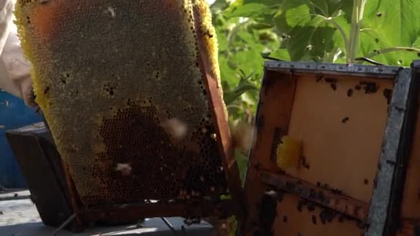 Μελισσοκόμος Μαζεύει Μέλι Άντρας Στη Δουλειά Μια Ηλιόλουστη Μέρα — Αρχείο Βίντεο