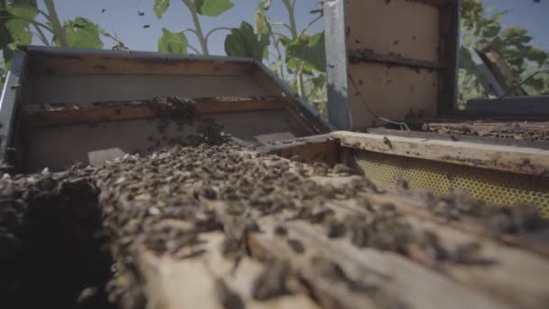 Penjaga Lebah Berdiri Kandang Lebah Dengan Banyak Lebah Pada Hari — Stok Video