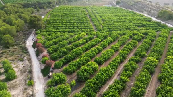 Bovenaanzicht Van Onherkenbare Landbouwer Die Biologische Boerderij Met Herbicide Sproeiapparaten — Stockvideo