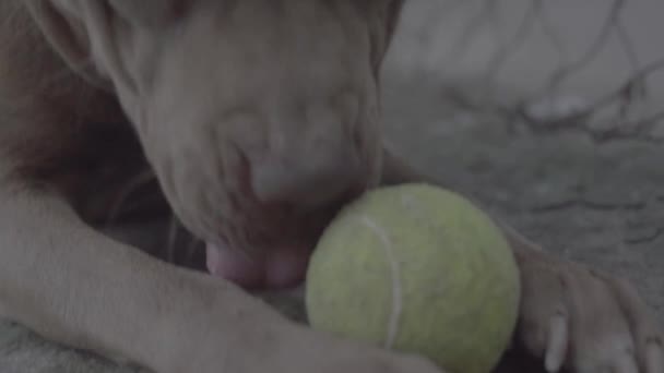 Pitbull Hond Spelen Met Bal Achtergrond Close — Stockvideo