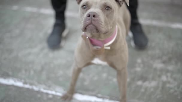 Şirin Pitbull Köpeği Arka Planda Sahibi Var Kapat — Stok video