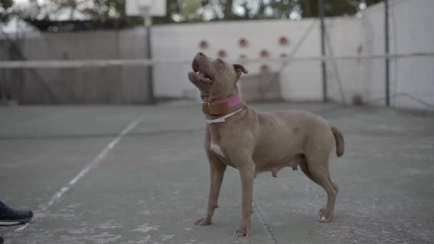 Schattig Pitbull Hond Met Eigenaar Achtergrond Close — Stockvideo
