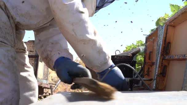 Biodlaren Hämtar Honung Mannen Jobbet Solig Dag — Stockvideo