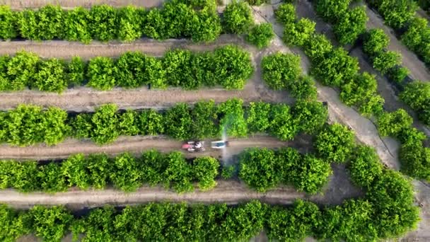 Widok Nierozpoznawalnego Rolnika Prowadzącego Rolnicze Opryskiwacze Herbicydowe Ciągników Oraz Opryskującego — Wideo stockowe