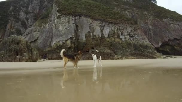 Imagens Fundo Natural Cênico Bonito Com Cães Praia — Vídeo de Stock