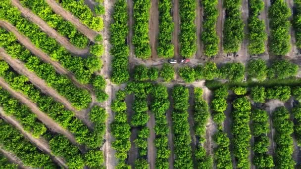 Pohled Shora Nerozpoznatelného Zemědělce Který Řídí Zemědělské Traktory Postřikovače Herbicidů — Stock video