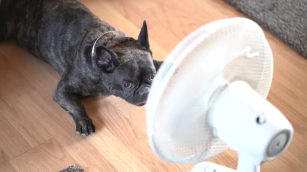 Odada Elinde Yelpaze Olan Sevimli Bir Fransız Bulldog Var — Stok video