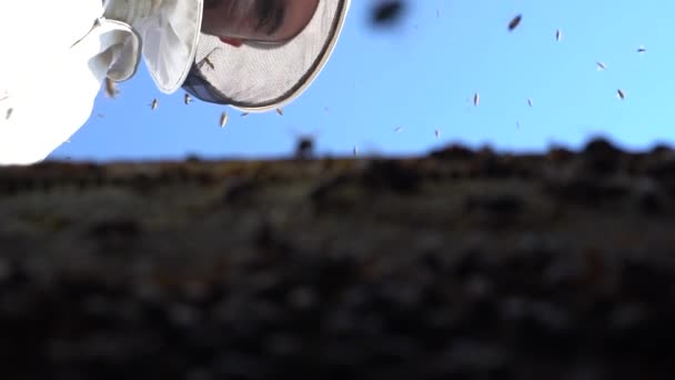 Бджолярі Збирають Мед Людина Роботі Сонячний День — стокове відео