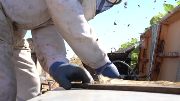 Imker Verzamelen Honing Man Aan Het Werk Een Zonnige Dag — Stockvideo