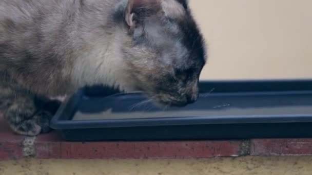 Nahaufnahme Der Niedlichen Katze Die Wasser Trinkt — Stockvideo