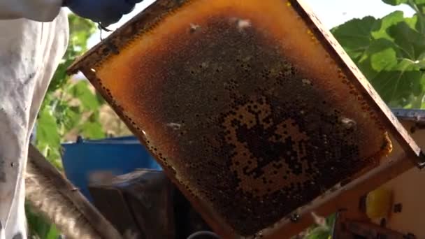 Imker Sammelt Honig Mann Bei Der Arbeit Einem Sonnigen Tag — Stockvideo