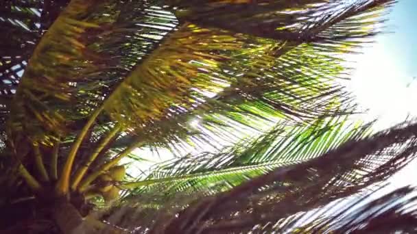 Palm Boom Zonnige Hemel Achtergrond — Stockvideo