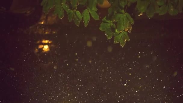 绿叶在黑暗中 雨滴不断落下 — 图库视频影像