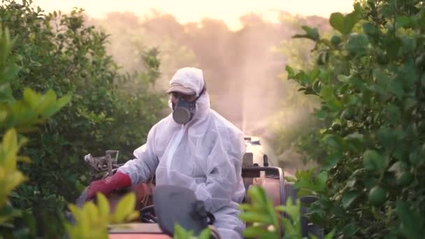 Анонімний Фермер Захисному Костюмі Масці Розпилення Пестицидів Інсектицидів Лимонних Деревах — стокове відео