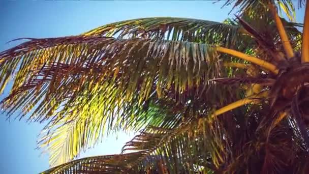 Palm Napos Háttér — Stock videók